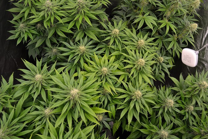 Growreport Bild 4