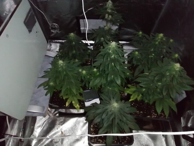 Growreport Bild 5