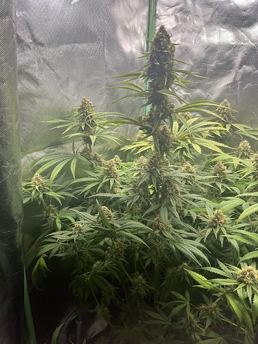 Growreport Bild 3