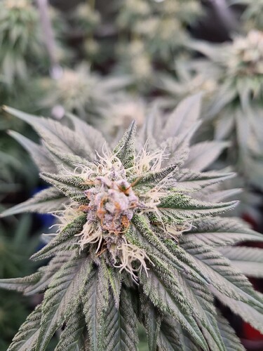 Growreport Bild 7