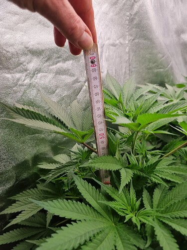 Growreport Bild 43