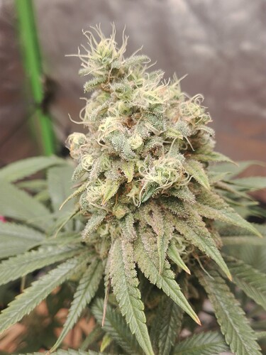 Growreport Bild 7