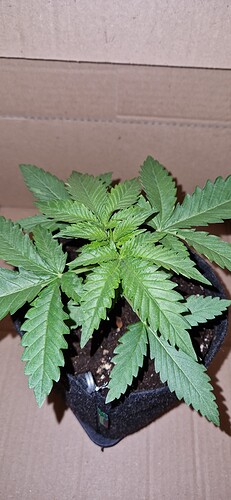 Growreport Bild 2