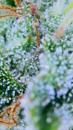 Growreport Bild 17