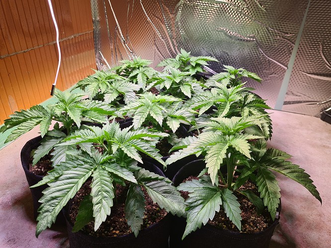 Mehrere junge Cannabispflanzen in Vliesstofftöpfen, die sich in der Wachstumsphase befinden. Die Pflanzen haben bereits mehrere Knoten und sind bereit zum Toppen.