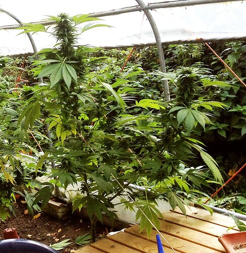 Growreport Bild 15