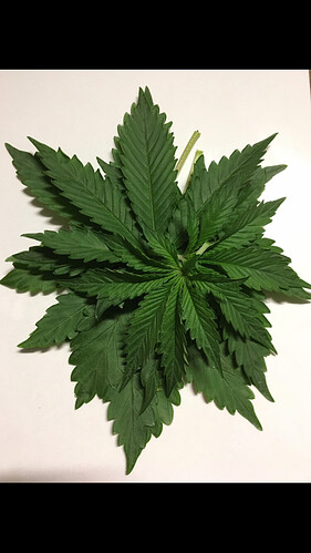 Growreport Bild 35