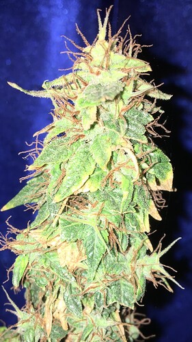 Growreport Bild 2