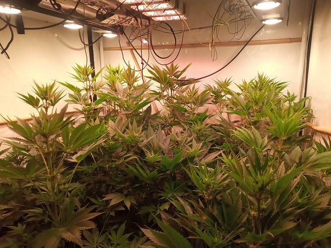 Growreport Bild 16