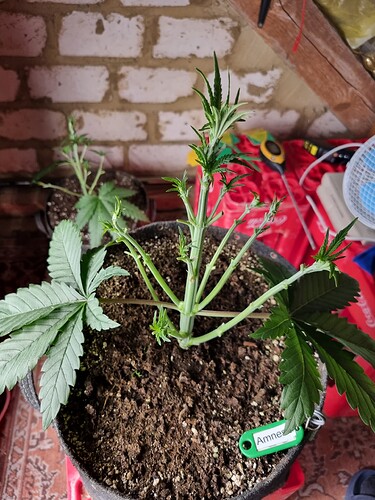 Growreport Bild 8