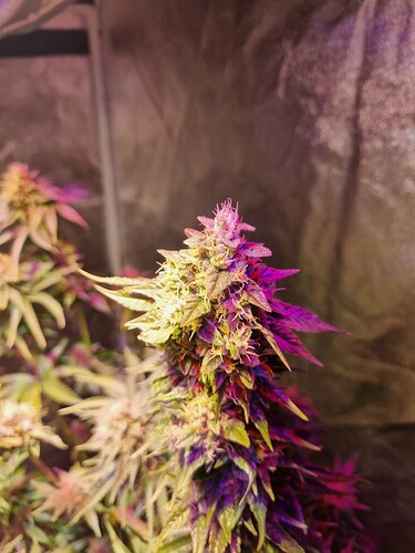 Growreport Bild 24