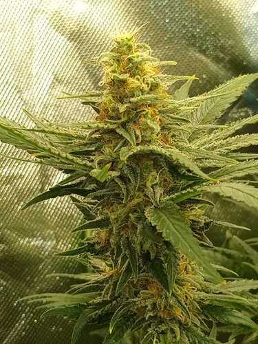 Growreport Bild 4