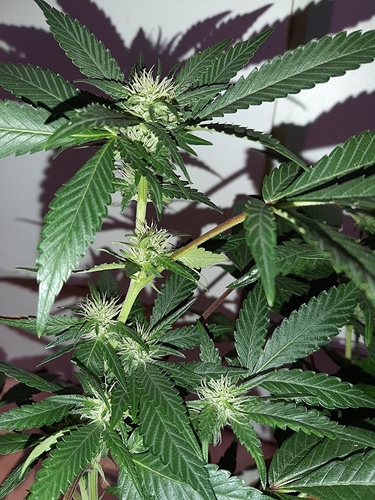 Growreport Bild 12