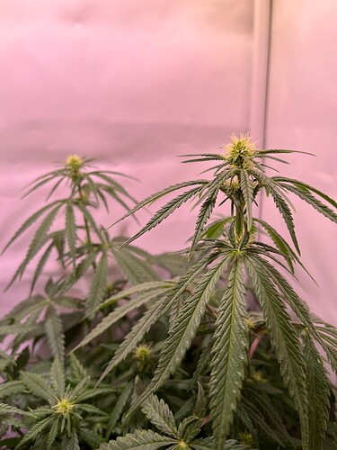 Growreport Bild 17