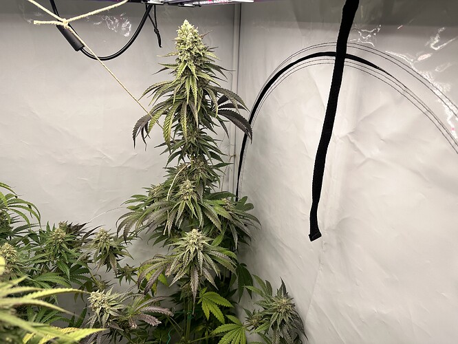 Growreport Bild 15