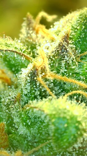 Growreport Bild 5