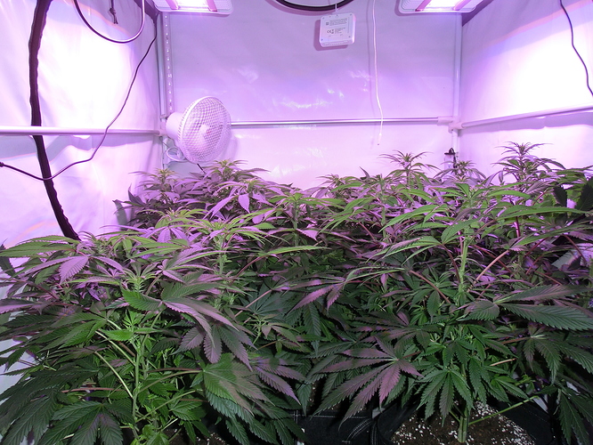Growreport Bild 6