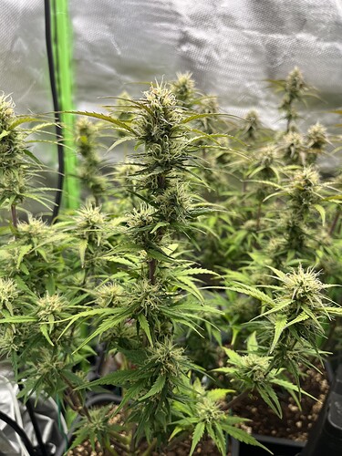 Growreport Bild 3