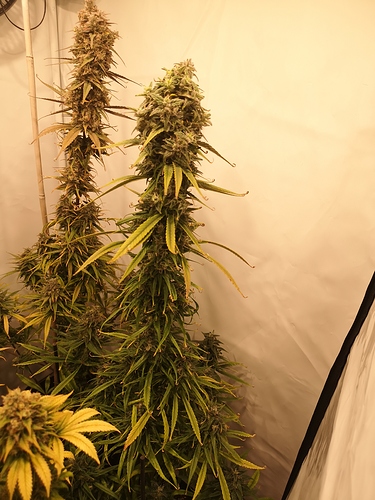 Growreport Bild 6
