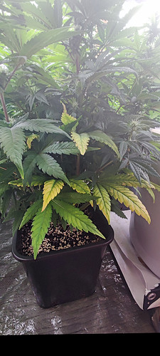 Growreport Bild 4