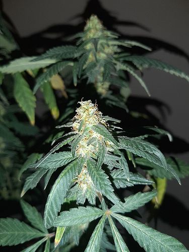 Growreport Bild 3