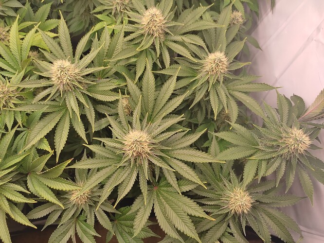Growreport Bild 11
