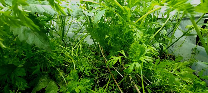 Growreport Bild 6