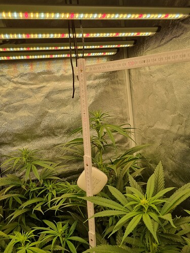 Growreport Bild 60