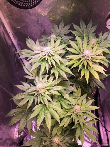 Growreport Bild 23