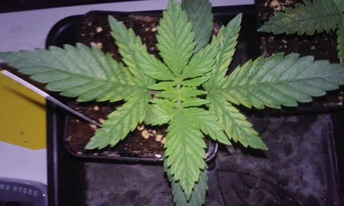 Growreport Bild 12