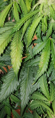 Growreport Bild 1