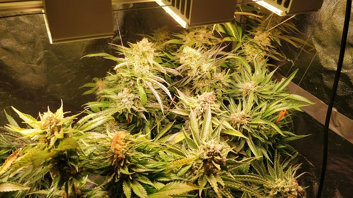 Growreport Bild 7