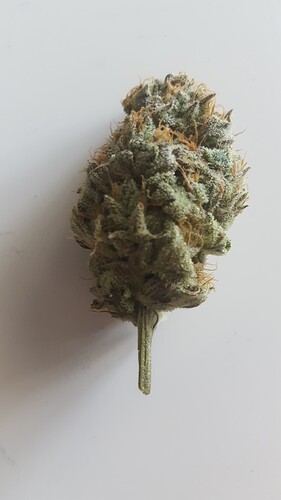 Growreport Bild 1