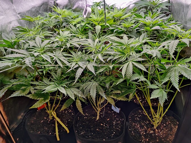 Growreport Bild 25