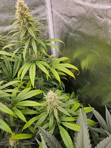 Growreport Bild 20