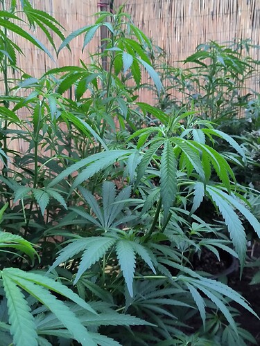 Growreport Bild 20