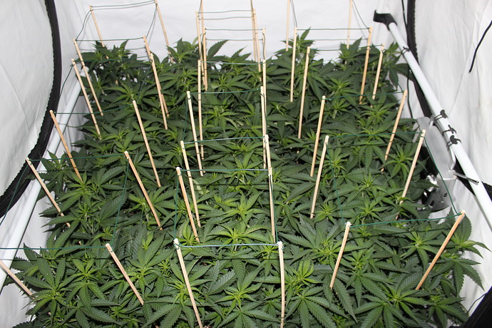 Growreport Bild 8