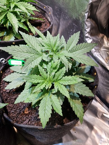 Growreport Bild 14