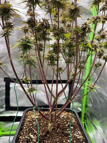 Growreport Bild 7
