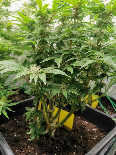 Growreport Bild 34