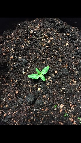 Growreport Bild 5