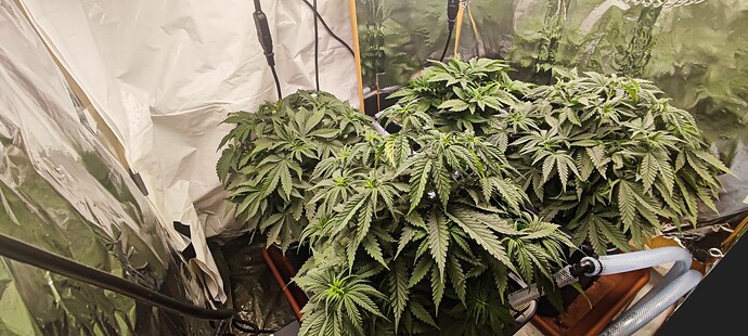 Growreport Bild 3