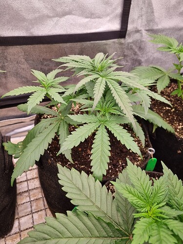 Growreport Bild 47