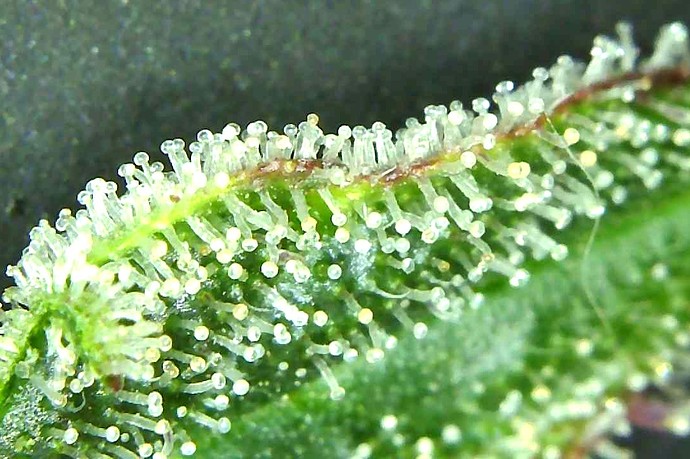 Growreport Bild 9