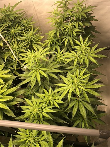 Growreport Bild 6