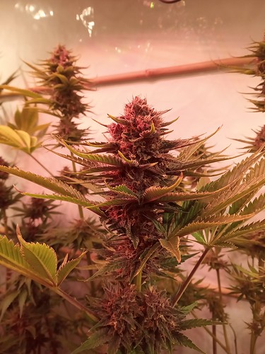 Growreport Bild 16