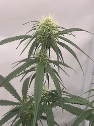 Growreport Bild 7
