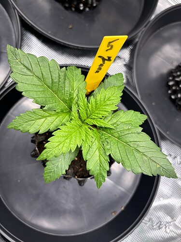Growreport Bild 90