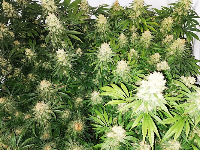 Growreport Bild 3