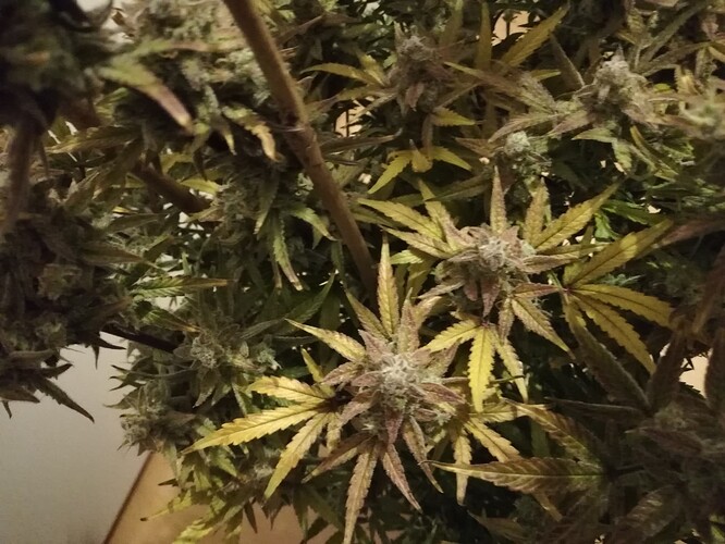 GG#2_240119-6